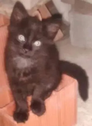 Gato raça vira lata idade Abaixo de 2 meses nome Sem nome