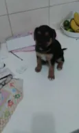Cacau