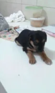 Cacau