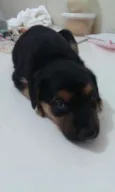Cacau