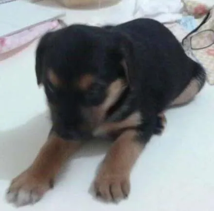 Cachorro ra a hot Valley idade 2 a 6 meses nome Cacau