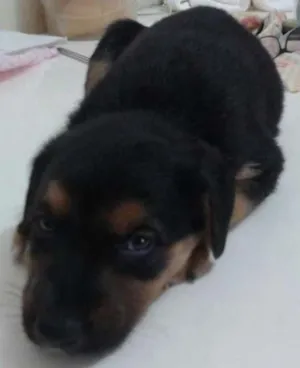 Cachorro raça hot Valley idade 2 a 6 meses nome Cacau