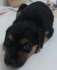 Cacau