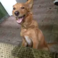 mel