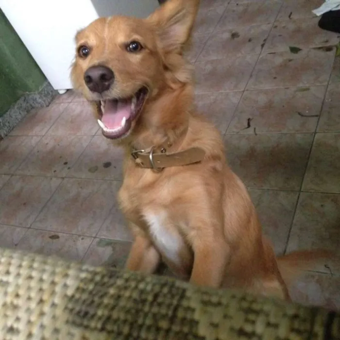Cachorro raça Labrador idade 2 a 6 meses nome mel