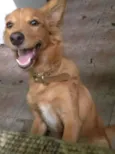 mel