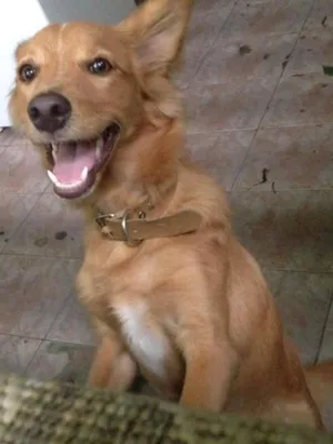 Cachorro raça Labrador idade 2 a 6 meses nome mel