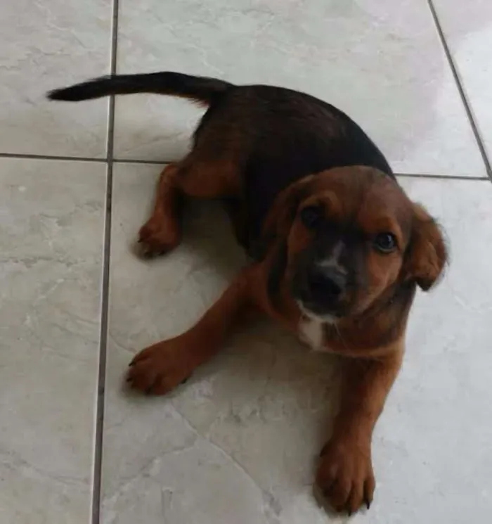 Cachorro raça VIRA LATA idade Abaixo de 2 meses nome MELLI/PUKA