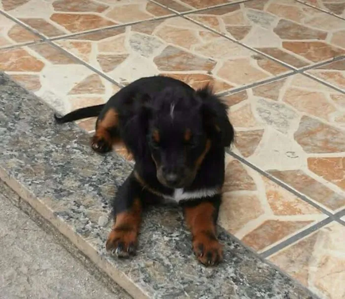 Cachorro raça VIRA LATA idade Abaixo de 2 meses nome MELLI/PUKA