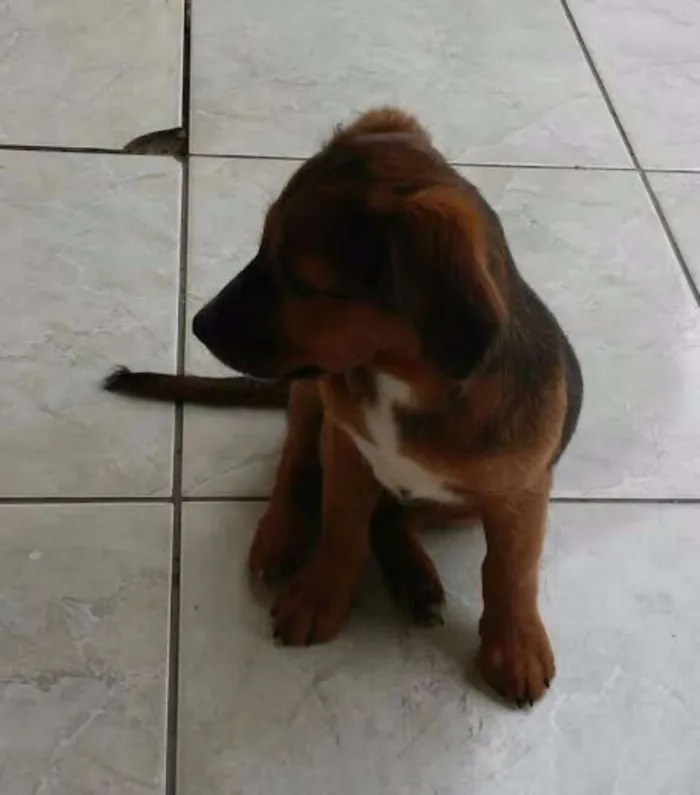 Cachorro raça VIRA LATA idade Abaixo de 2 meses nome MELLI/PUKA
