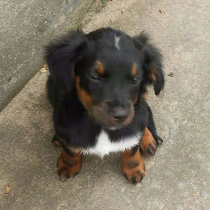 Cachorro raça VIRA LATA idade Abaixo de 2 meses nome MELLI/PUKA