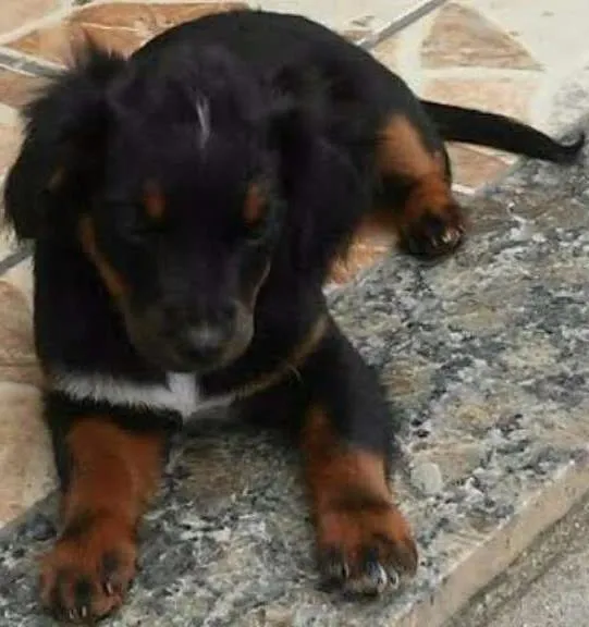 Cachorro raça VIRA LATA idade Abaixo de 2 meses nome MELLI/PUKA