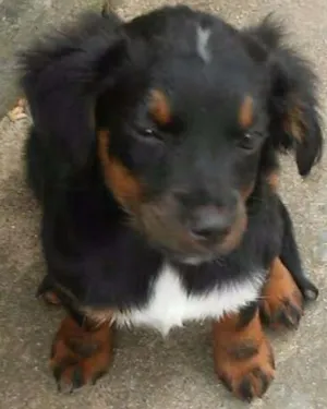 Cachorro raça VIRA LATA idade Abaixo de 2 meses nome MELLI/PUKA
