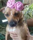BELINHA