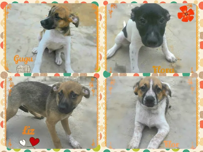 Cachorro ra a SRD idade 2 a 6 meses nome Gugú, Flora, Liz e 