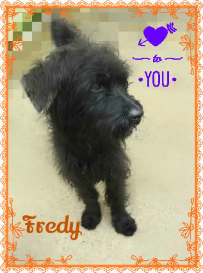 Cachorro ra a SRD idade 2 anos nome Fredy