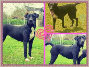 Cachorro raça SRD idade 3 anos nome Bonguinha