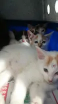 Gatinhos