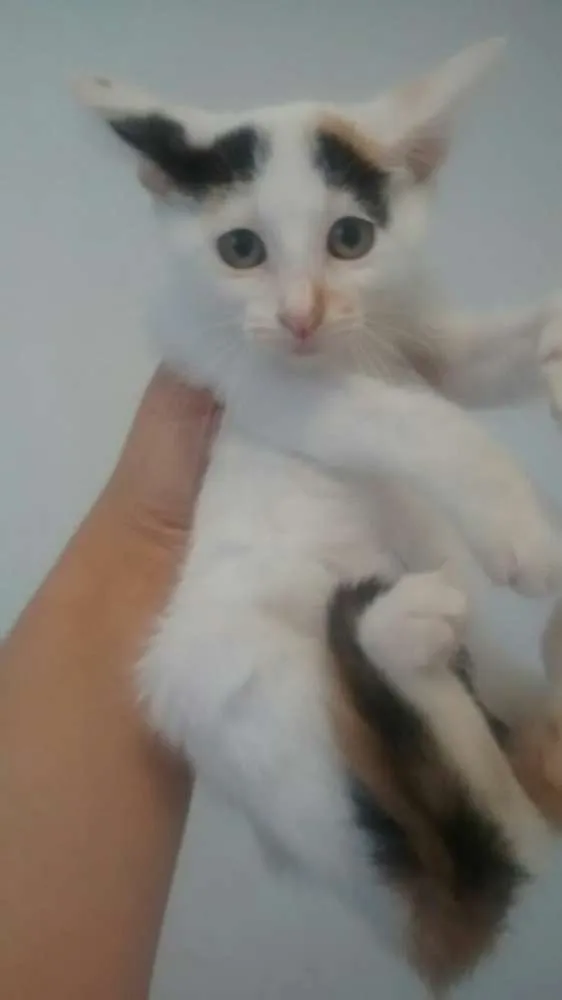 Gato ra a SRD idade Abaixo de 2 meses nome Gatinhos