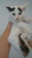 Gatinhos