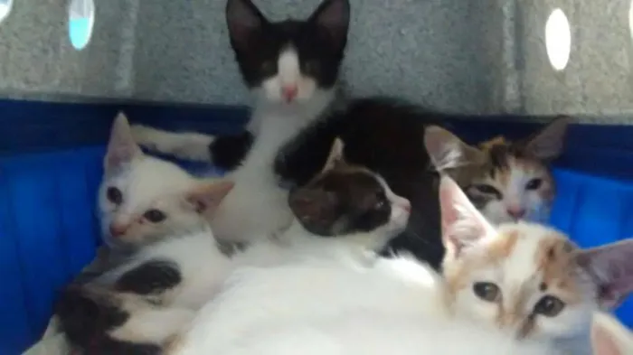 Gato ra a SRD idade Abaixo de 2 meses nome Gatinhos