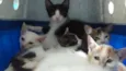 Gatinhos