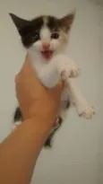 Gatinhos