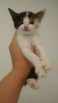 Gatinhos