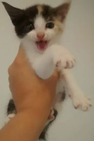 Gato raça SRD idade Abaixo de 2 meses nome Gatinhos