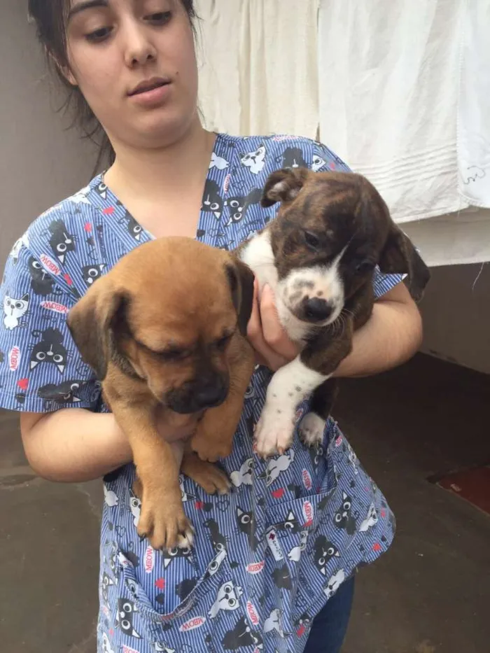 Cachorro ra a SRD idade Abaixo de 2 meses nome Manos