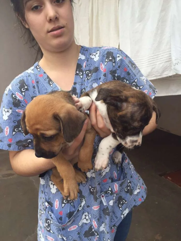 Cachorro ra a SRD idade Abaixo de 2 meses nome Manos