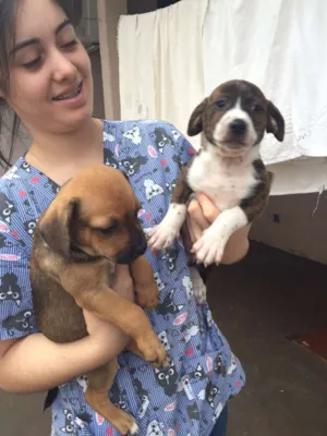 Cachorro raça SRD idade Abaixo de 2 meses nome Manos