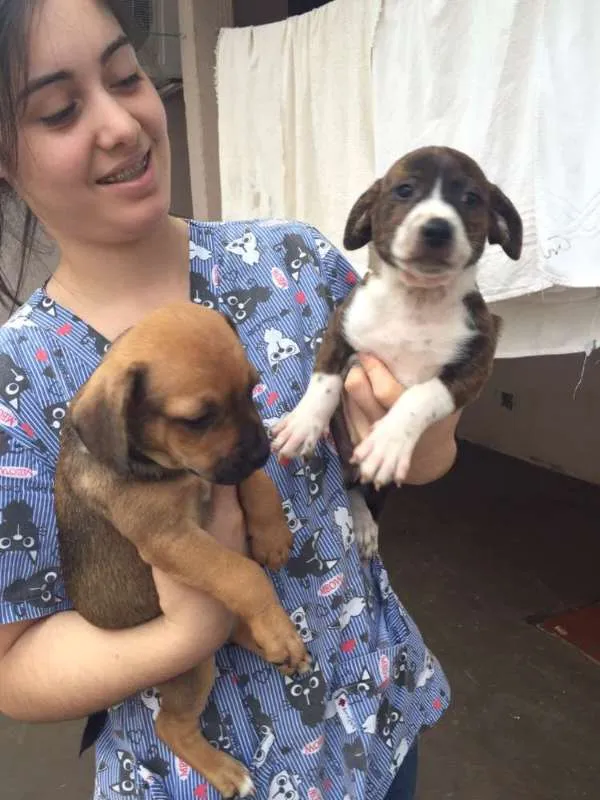Cachorro ra a SRD idade Abaixo de 2 meses nome Manos