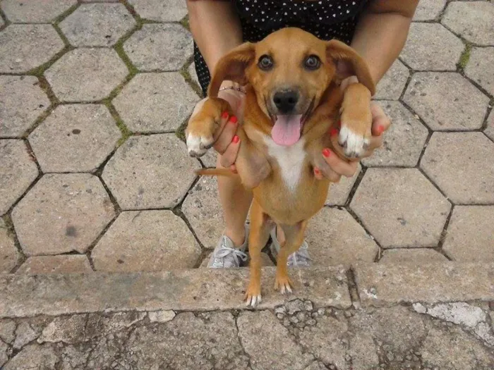 Cachorro ra a Sem raça idade 2 a 6 meses nome Sem nome ainda