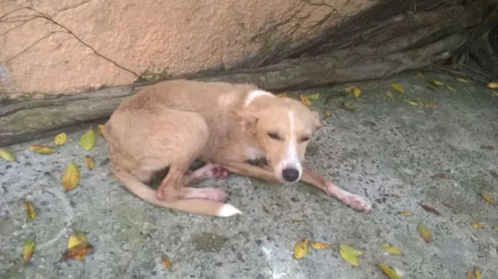 Cachorro raça Vira Lata idade 2 a 6 meses nome Sol