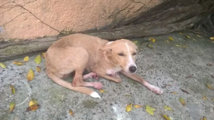 Cachorro raça Vira Lata idade 2 a 6 meses nome Sol