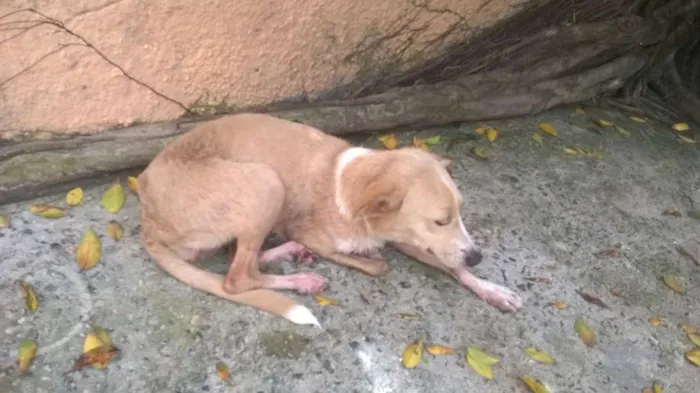 Cachorro raça Vira Lata idade 2 a 6 meses nome Sol