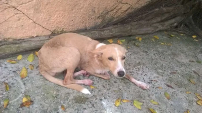 Cachorro raça Vira Lata idade 2 a 6 meses nome Sol