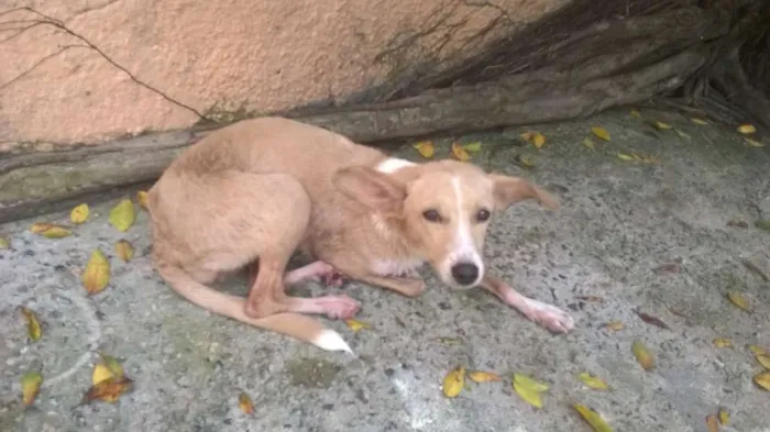 Cachorro raça Vira Lata idade 2 a 6 meses nome Sol