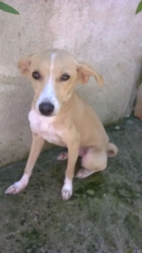 Cachorro raça Vira Lata idade 2 a 6 meses nome Sol