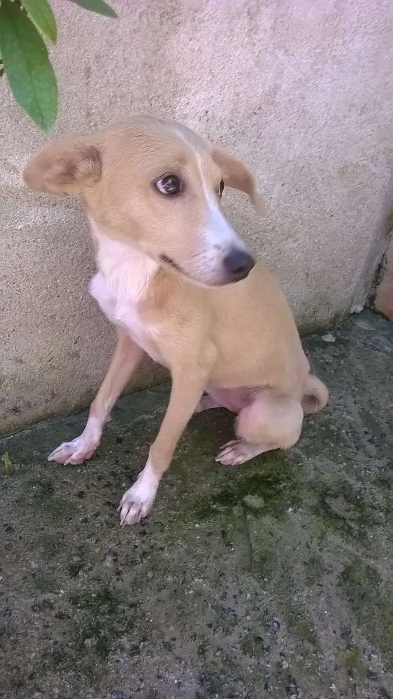 Cachorro raça Vira Lata idade 2 a 6 meses nome Sol