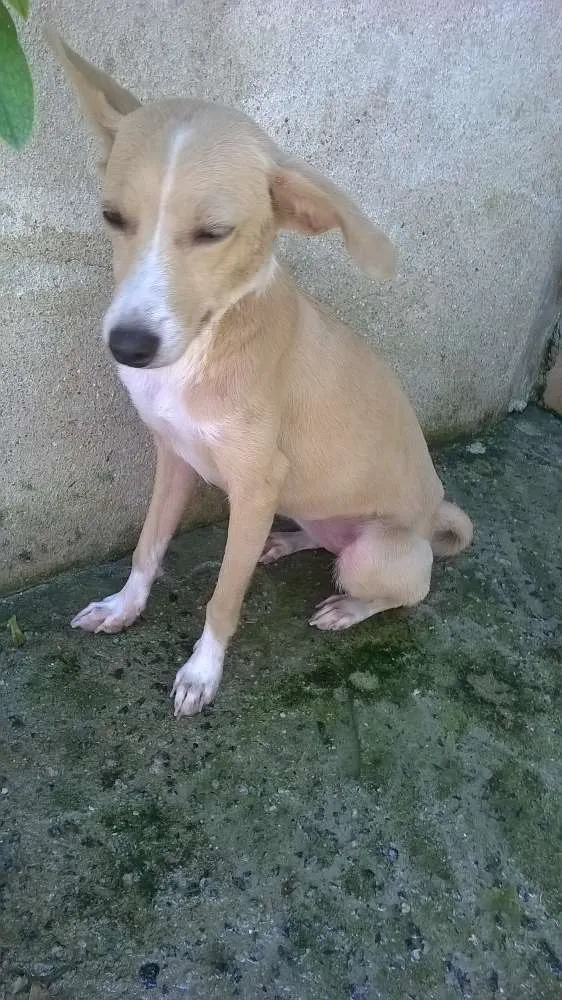 Cachorro raça Vira Lata idade 2 a 6 meses nome Sol