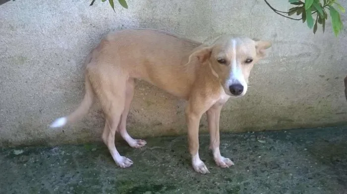 Cachorro raça Vira Lata idade 2 a 6 meses nome Sol