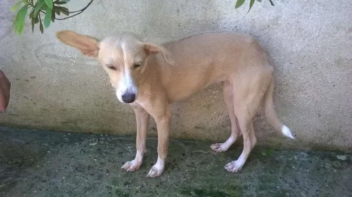 Cachorro raça Vira Lata idade 2 a 6 meses nome Sol