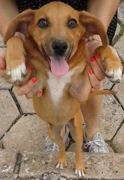 Cachorro ra a Sem raça idade 2 a 6 meses nome Sem nome ainda