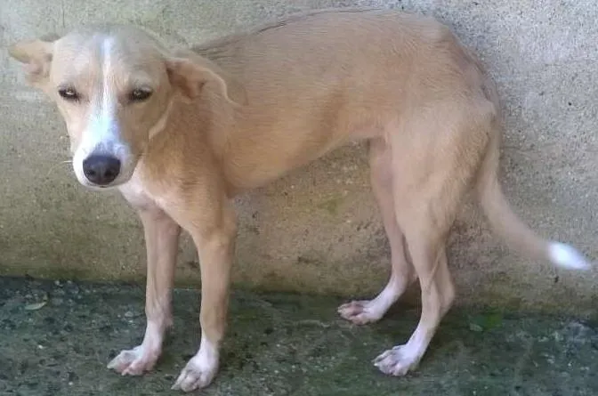 Cachorro raça Vira Lata idade 2 a 6 meses nome Sol