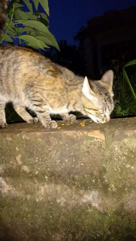 Gato ra a vira lara idade 7 a 11 meses nome sem nome
