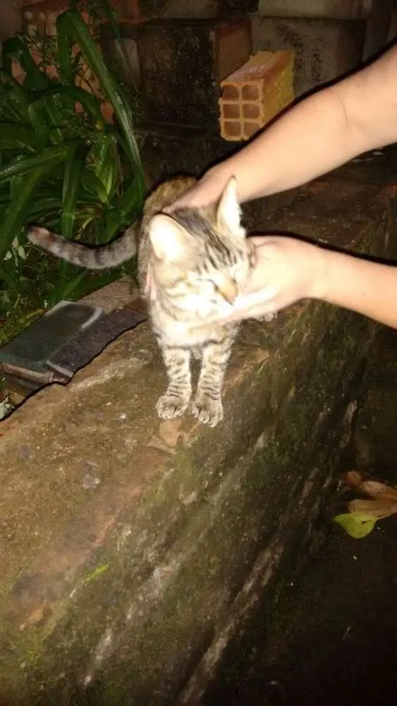 Gato ra a vira lara idade 7 a 11 meses nome sem nome