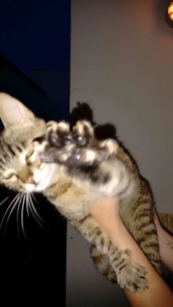 Gato ra a vira lara idade 7 a 11 meses nome sem nome