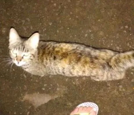 Gato ra a vira lara idade 7 a 11 meses nome sem nome